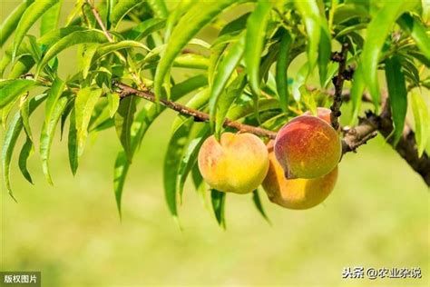 桃樹種子繁殖
